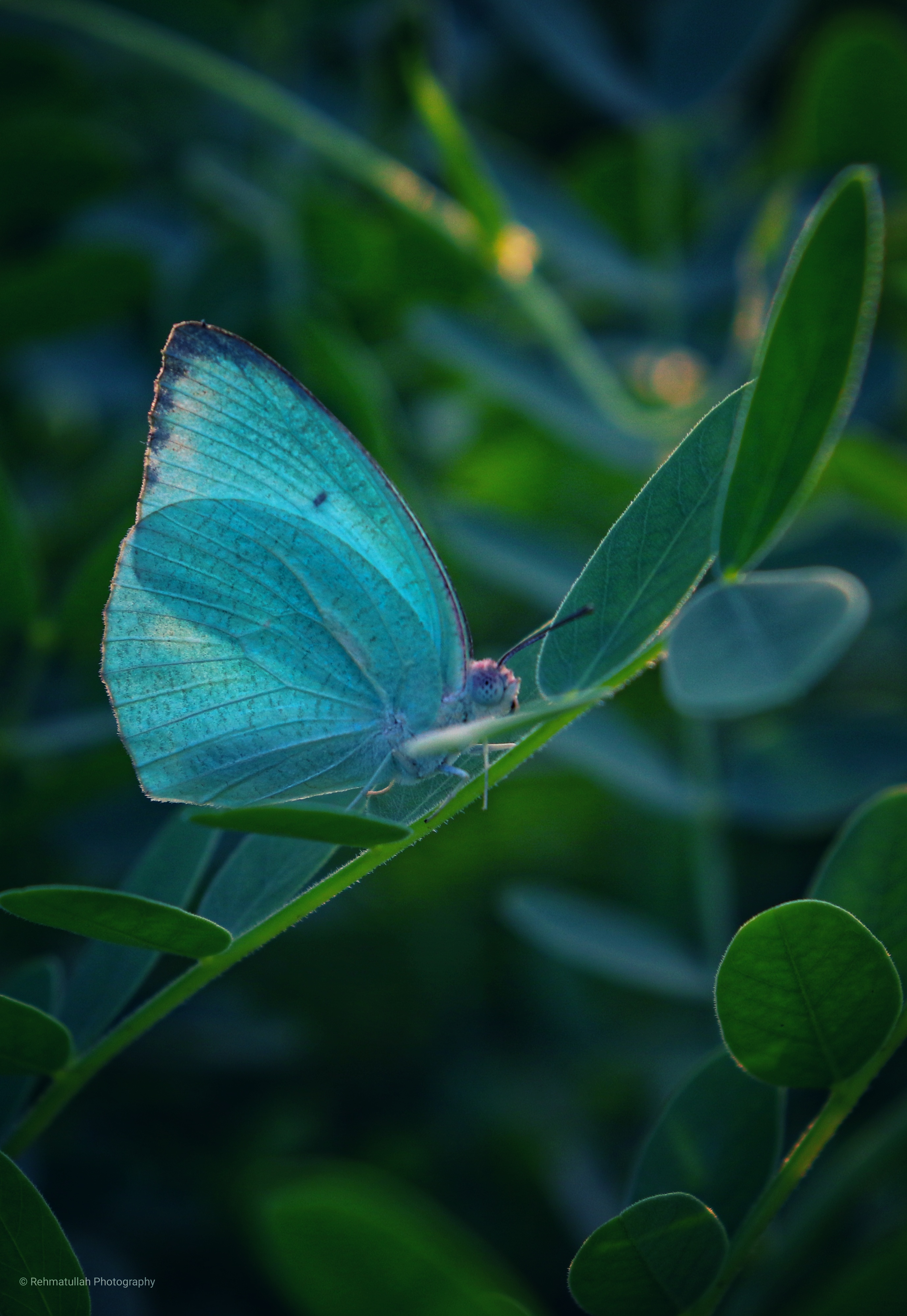 Wildlife Photography